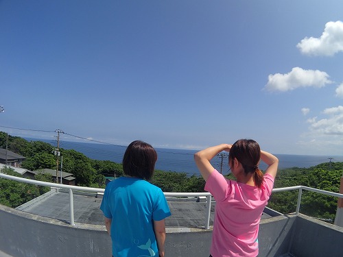 御蔵島 ドルフィンスイム