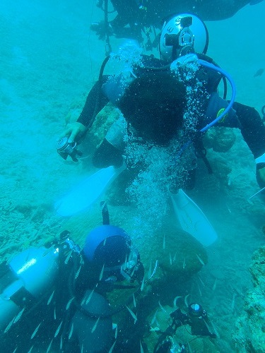 西表島 ダイビング