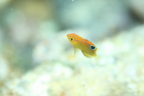 鵜来島 ダイビング