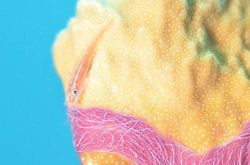 奄美 ダイビング