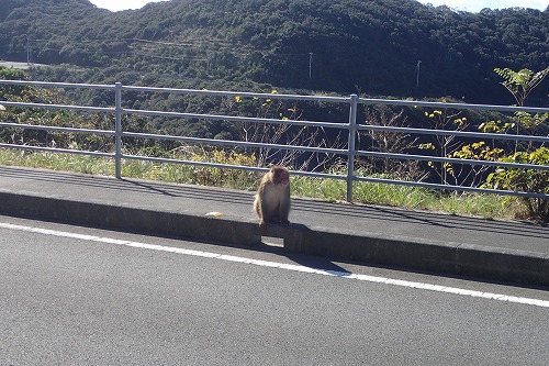 柏島 ダイビング