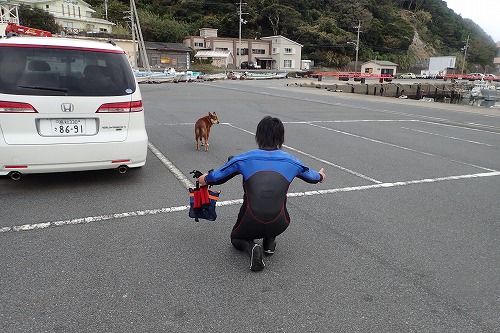 柏島 ダイビング