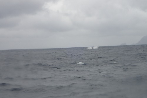 加計呂麻 クジラスイム