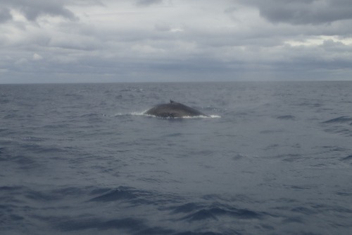 加計呂麻 クジラスイム