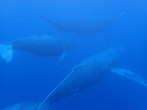加計呂麻 クジラスイム