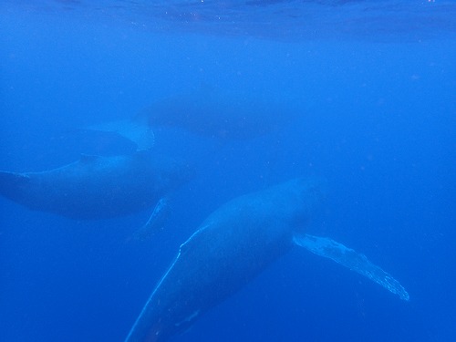 加計呂麻 クジラスイム