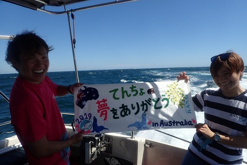 カーナック島 アシカスイム