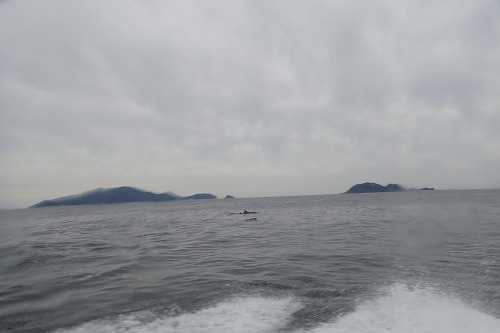 鵜来島 ダイビング