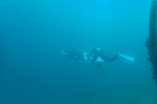 鵜来島 ダイビング