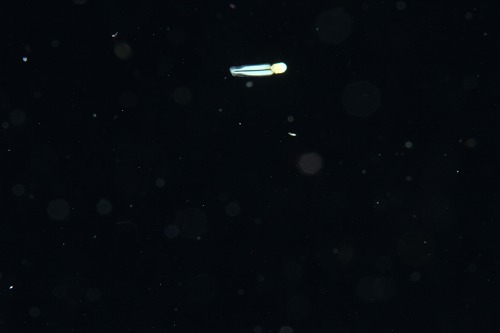 鵜来島 ダイビング