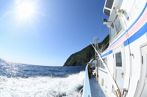 三宅島 ドルフィンスイム