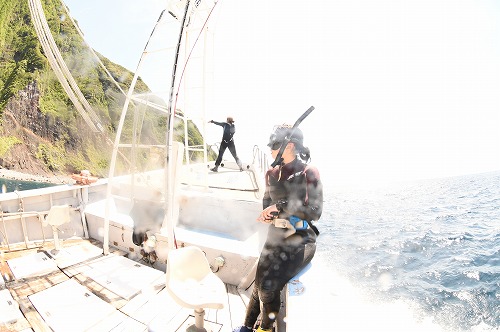 三宅島 ドルフィンスイム
