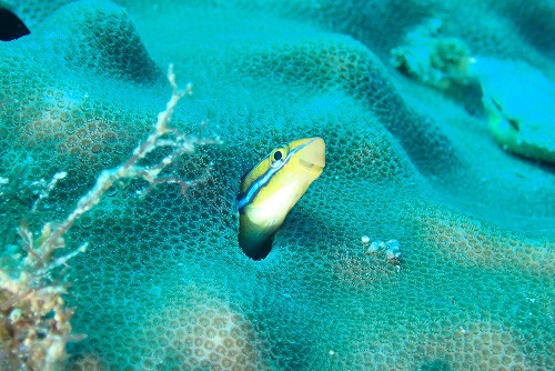 うぐる島 ダイビング