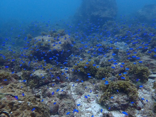 うぐる島 ダイビング