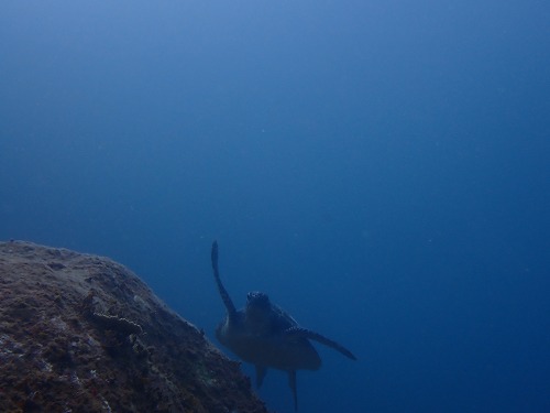 うぐる島 ダイビング