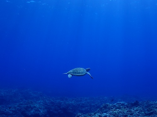 与論島 ダイビング