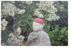 百日紅