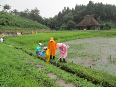 タニシ調査