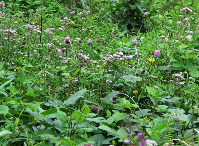 秋の野の花