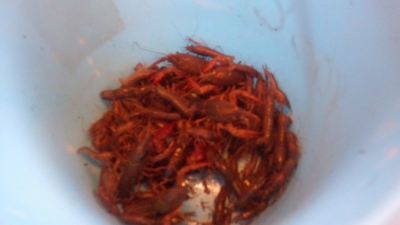 zarigani