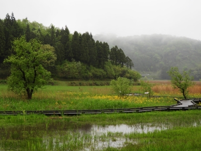 雨の中のサワオグルマ