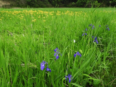 カキツバタとサワオグルマ