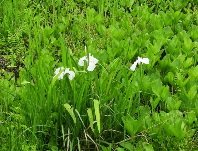 白花のカキツバタ
