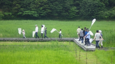 生き物観察