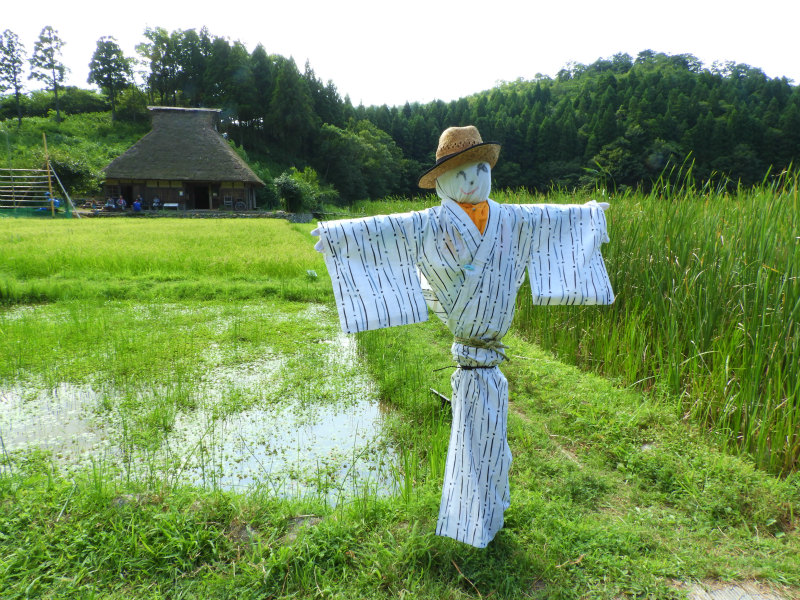 ミニ田んぼに案山子 かかし ができました めっちゃラブリーです 笑 中池見湿地だより