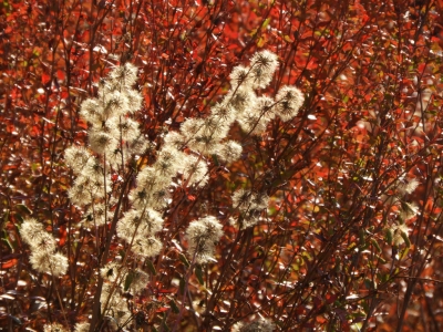 オオニガナの実とミソハギの草紅葉