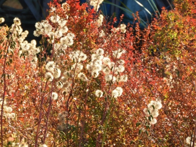 オオニガナの実とミソハギの草紅葉