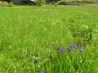 カキツバタ