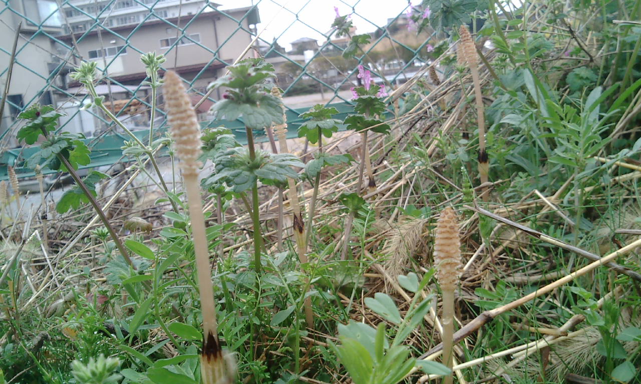 奈良 尼ヶ辻 つくしがいっぱい