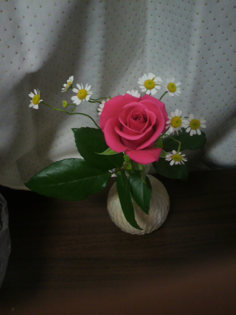 奈良市尼ヶ辻 綺麗な花
