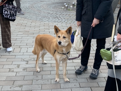 犬と猫の日々NEW