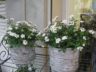 ホワイトデー グリーンアイス ランタナの白い花たち Blog Florista Asaki
