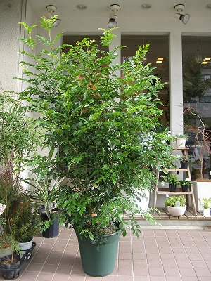 常緑中低木 オリーブ ユーカリ トネリコ メラルーカ Blog Florista Asaki
