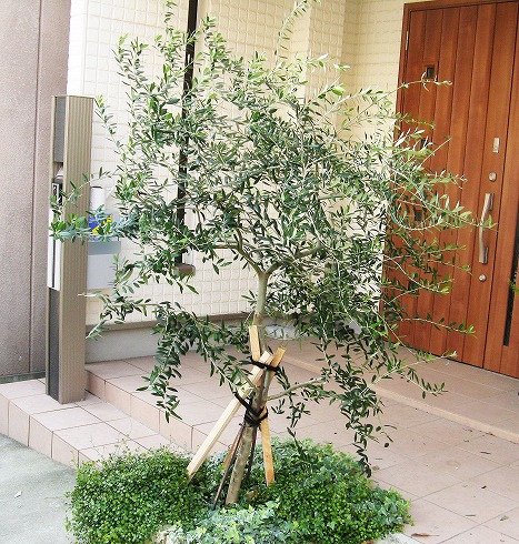 お玄関にオリーブ地植 リニューアル まっすぐに草姿手直し Blog Florista Asaki