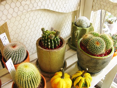 世界の図　群生　サボテン 世界の図 サボテン 世界の図 群生株 サボテン 世界の図の子株取り