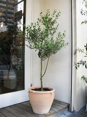 観葉植物 テラコッタにオリーブを ブラッサイヤはオフィスの目隠しに Blog Florista Asaki