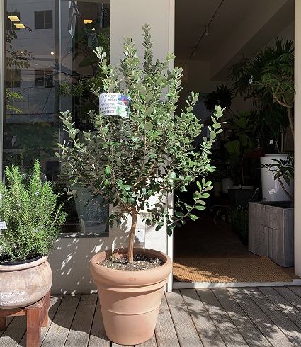 ガーデニング フェイジョア、ブルーブッシュ、ピエールドロンサール