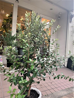 フェイジョア アハート 鉢植え フェイジョア アハート 鉢植え