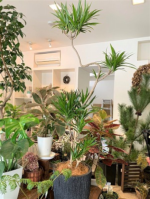 新居に観葉植物を、ドラセナ・ナビーや、ゴムの木を！！ | blog 