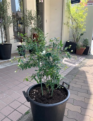 実生株】モッコウバラ鉢植え ⑤ 6年物（モッコウバラ：黄花八重6