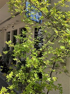 白のモッコウバラ鉢植込み?! | blog.florista-asaki 白のモッコウバラ鉢植込み?! | blog.florista-asaki