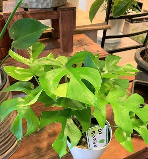 緑、黄緑の観葉植物たち、赤の多肉も？！ | blog.florista-asaki