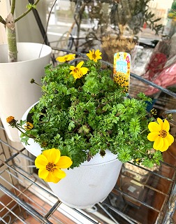 つるっぱげだったスモークツリーに赤い新芽、ウィンターコスモスは