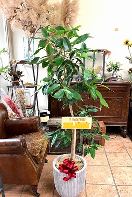 アマゾンオリーブ鉢植えをご就任お祝いに！ | blog.florista-asaki