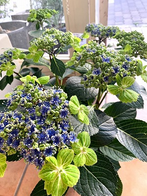 大島緑化アジサイ ５苗 アジサイ 大島緑花 - 「中越植物園オンラインショップ」