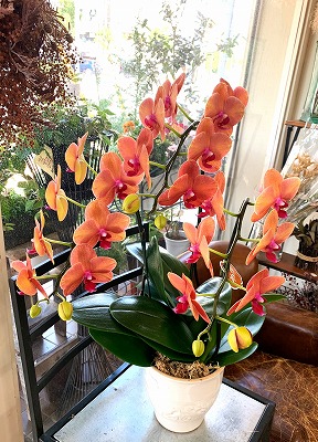 blog.florista-asaki